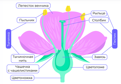 Строение цветка.