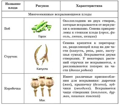 Сухие многосеменные плоды.