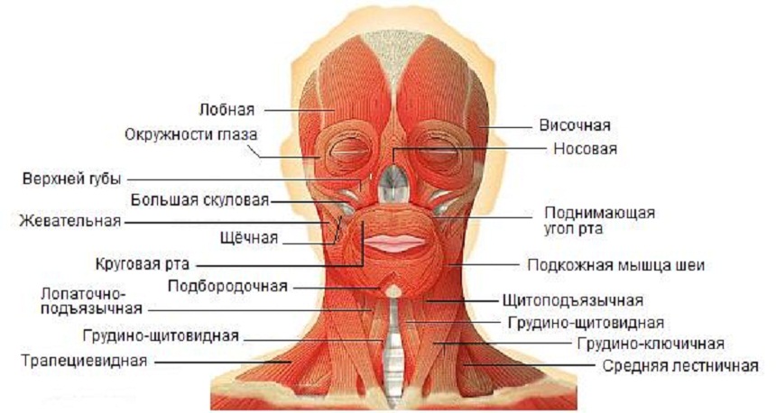 Мышцы головы.