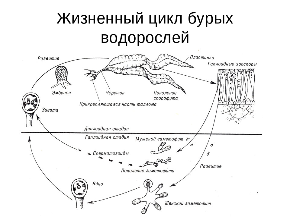 Жизненный цикл бурых водоролсей.