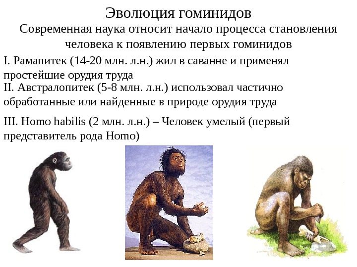 Эволюция гоминидов.