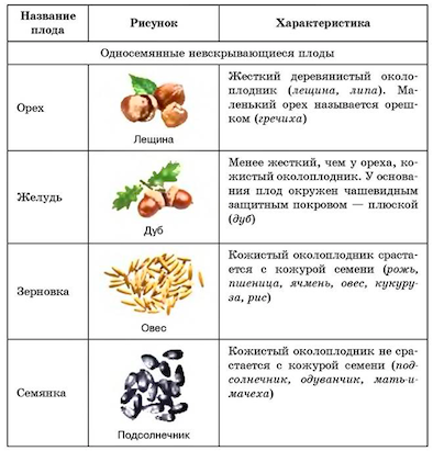 Сухие односеменные плоды.