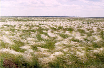Ковыльная степь.