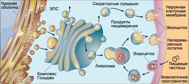 Функции комплекса Гольджи.