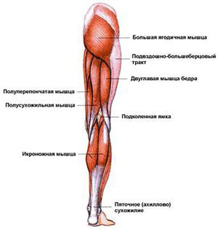 Мышцы нижних конечностей.