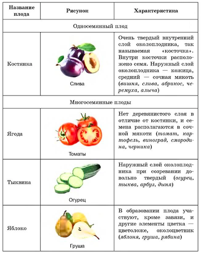 Сочные плоды.