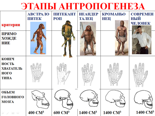 Этапы антропогенеза .