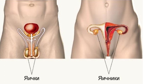 Половые железы.
