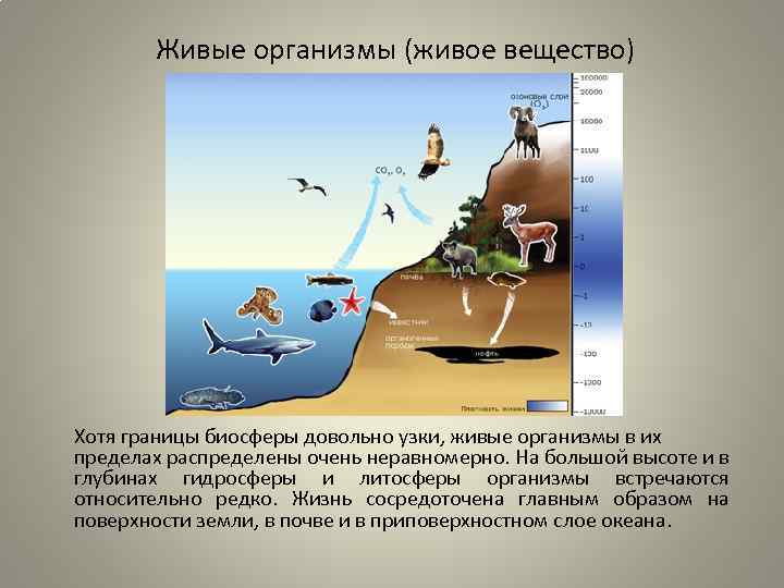 Живые организмы в атмосфере.