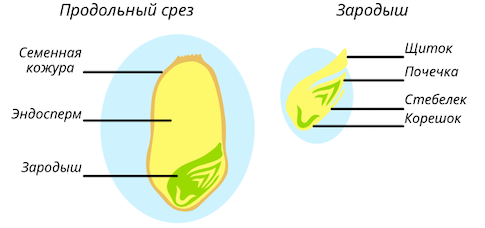 Строение зародыша однодольного растения (пшеницы).