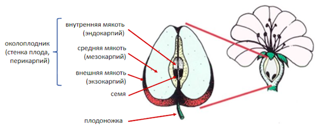 Строение плода.