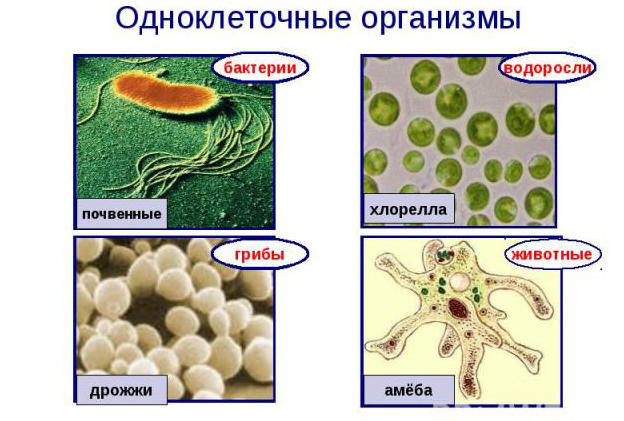 Одноклеточные организмы.