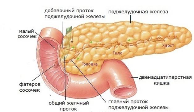 Поджелудочная железа.