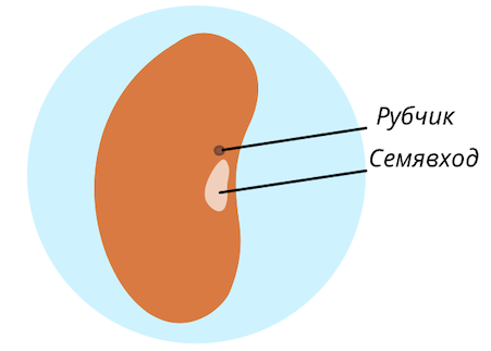 Строение семенной кожуры.