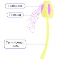 Строение тычинки.