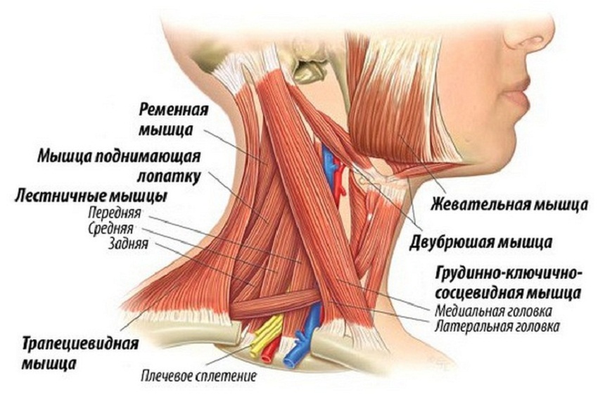 Мышцы головы.