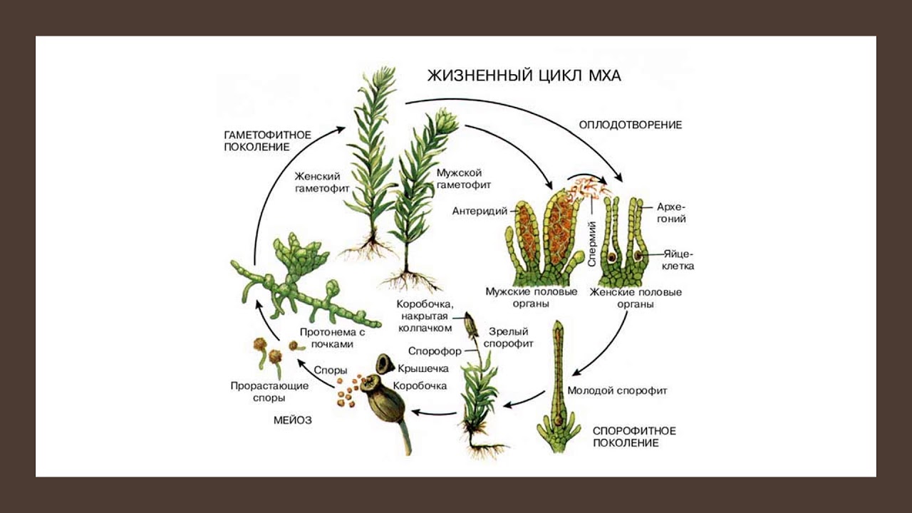Жизненный цикл мха.