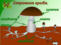 Строение шапочного гриба