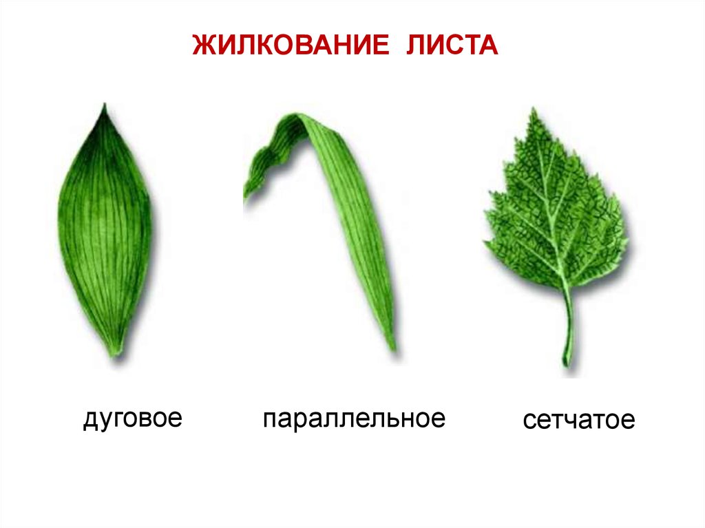Типы жилкования.