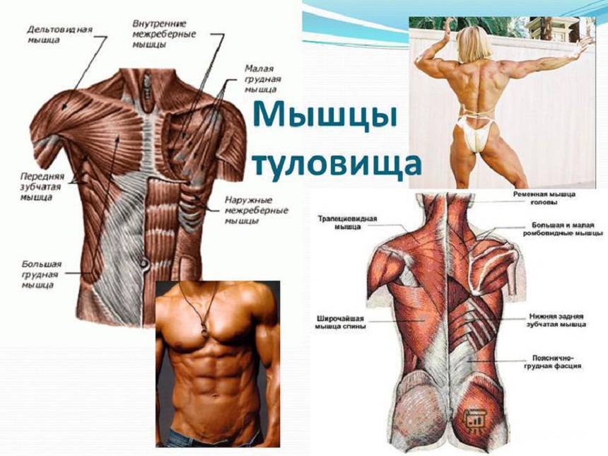 Мышцы туловища.