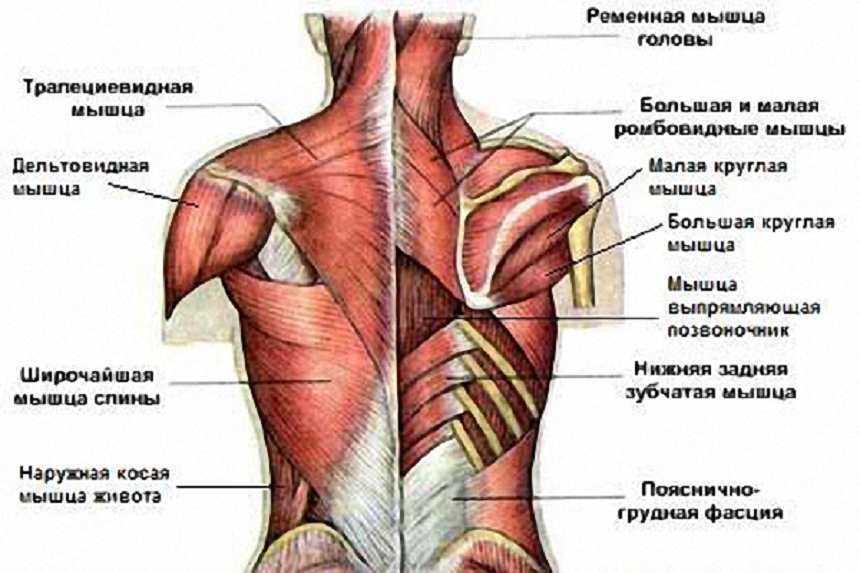 Мышцы туловища.