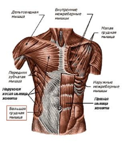Мышцы туловища.