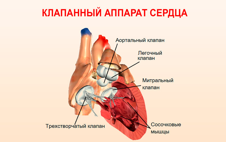 Клапанный аппарат сердца.