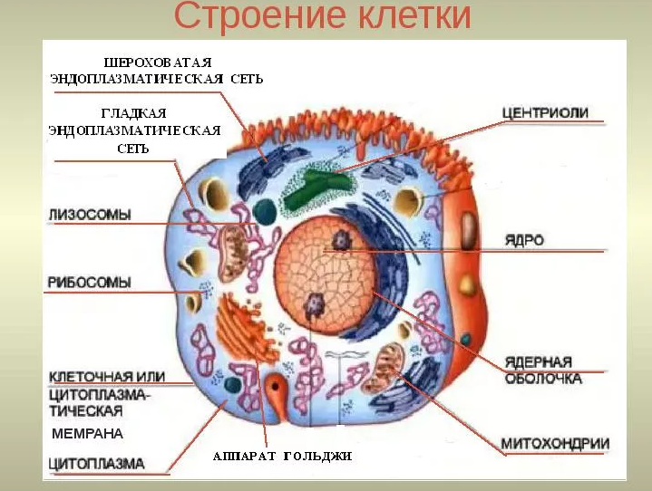 Строение клетки.