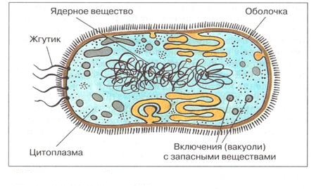 Строение бактериальной клетки