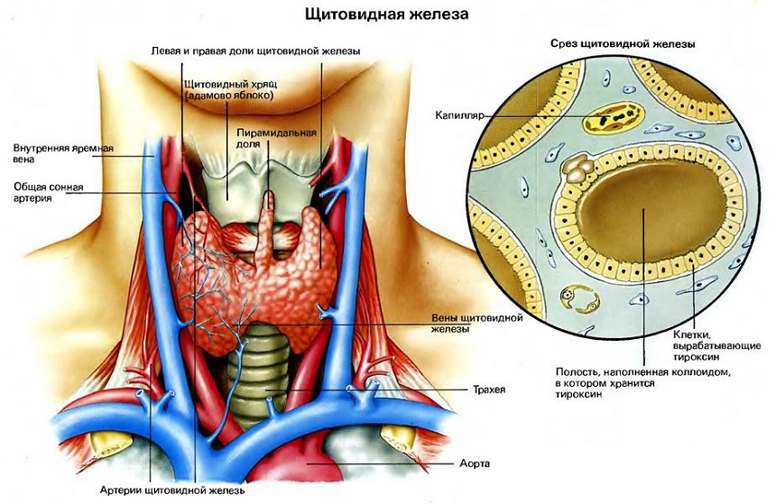 Щитовидная железа.