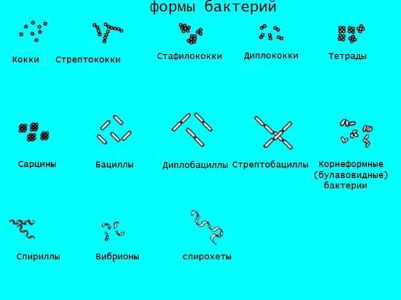 Форма бактерий