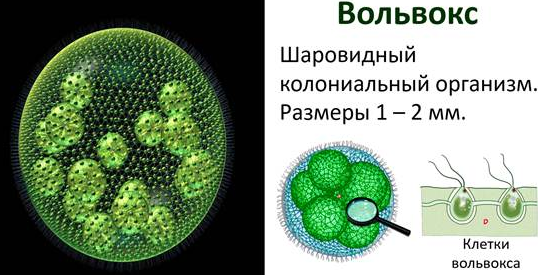 Вольвокс.