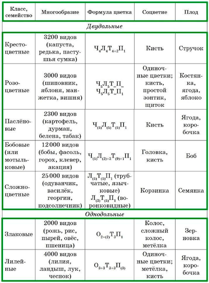 Характерные особенности семейств.