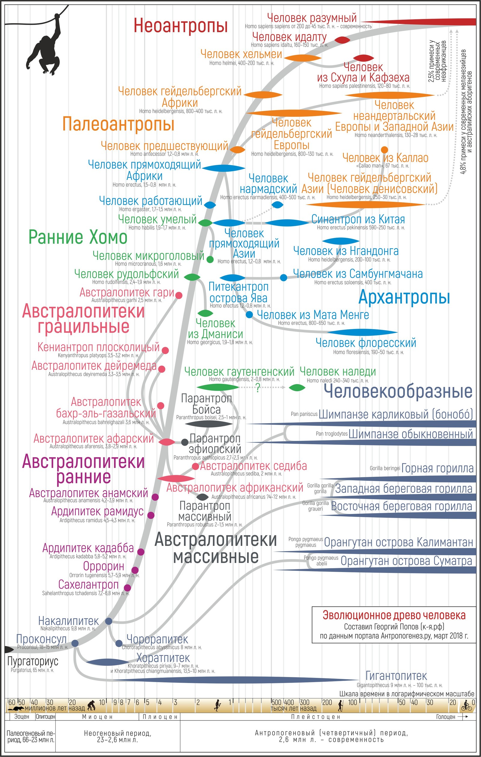 Стадии антропогенеза.