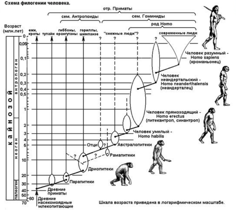 Схема филогении человека.