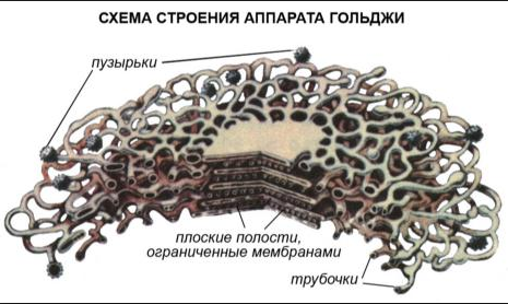 Строение комплекса Гольджи.