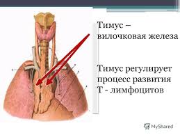 Тимус.