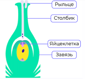 Строение пестика.